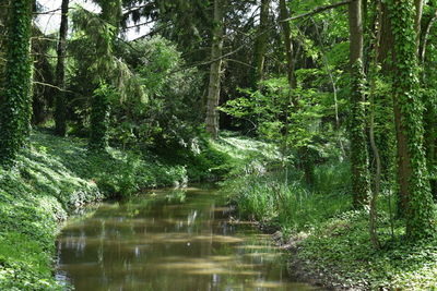 Reflection of trees in river