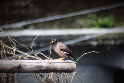 Close-up of bird perching on branch