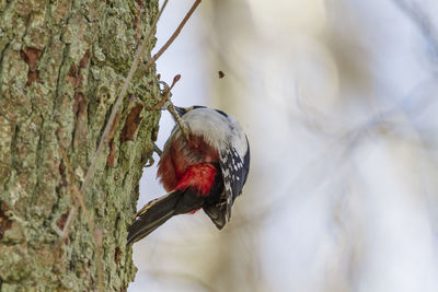 Close-up of a bird perching on tree trunk