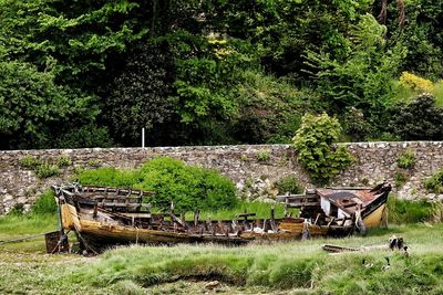 Horse on field against trees