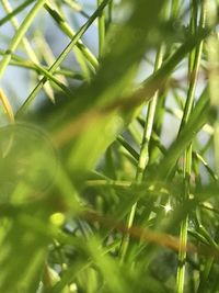 Close-up of fresh green plant