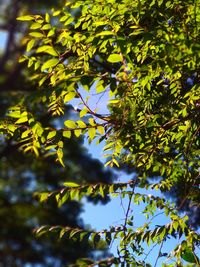 Low angle view of tree leaves against sky