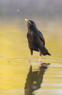 Bird perching on a lake