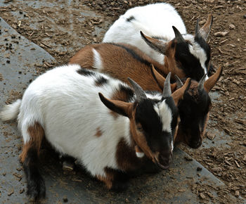 High angle view of goats on field