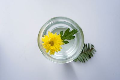 Directly above shot of yellow flower against white background