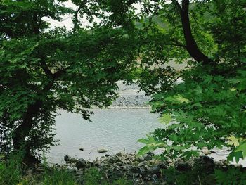 Scenic view of lake in forest