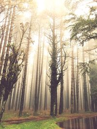 Trees in forest during sunset