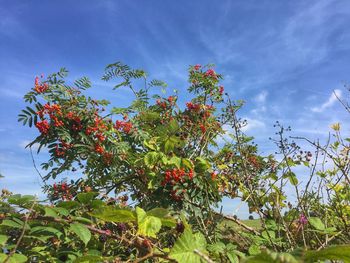 Low angle view of flower trees against blue sky