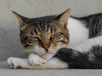 Close-up of a cat sleeping