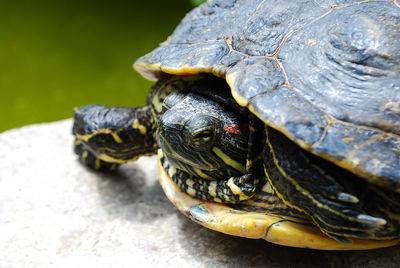 Close-up of turtle