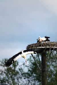 Low angle view of birds flying against the sky