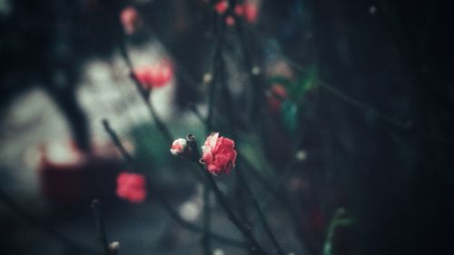 Close-up of red flowering plant