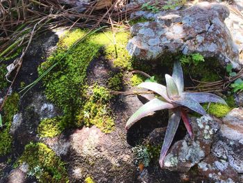 Close-up high angle view of plants