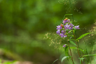 Close-up of insect on purple flower