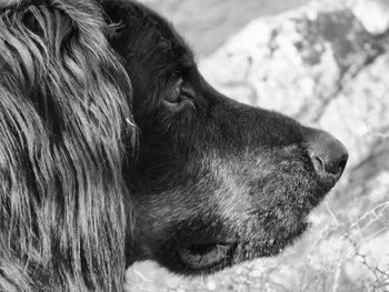 Close-up of a dog looking away