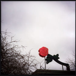 Low angle view of flowers against sky