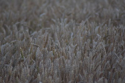Full frame shot of frozen plants on field