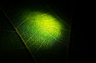 Close-up of green leaves