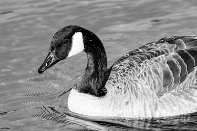 Close-up of swan swimming in lake