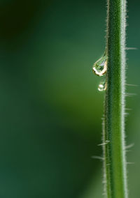 Close-up of lizard on leaf
