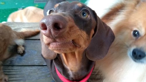 Close-up portrait of dog