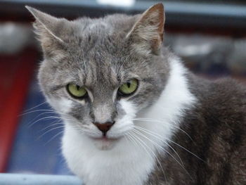 Close-up portrait of cat