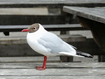 Seagull perching on retaining wall