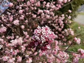 Close-up of pink flowering plant