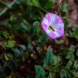 Close-up of pink flowering plant
