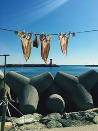 Fish drying at beach against clear blue sky
