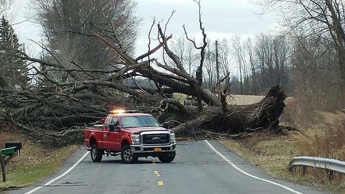 Car on street in forest