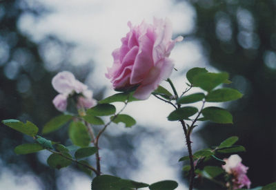 Close-up of pink flowers blooming against sky