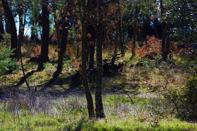 Trees in forest