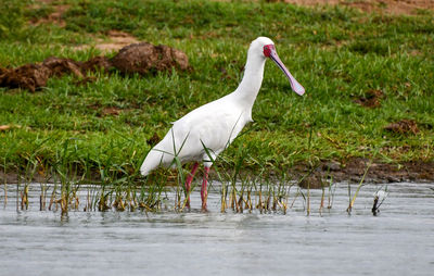 View of bird in lake