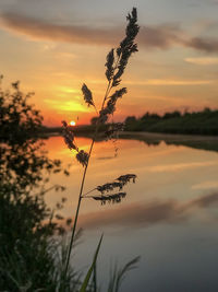 Silhouette plants by lake against sky during sunset