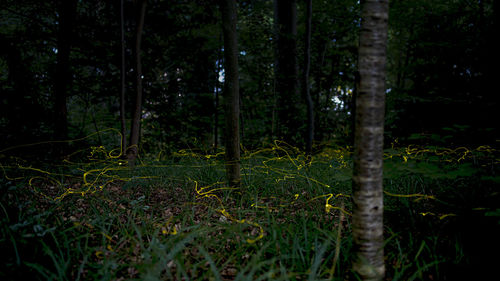 Trees growing in forest
