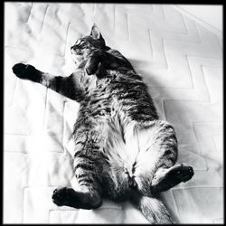 Cat relaxing at home