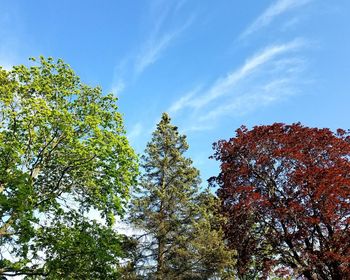 Low angle view of trees against sky