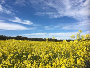 Scenic view of field against cloudy sky