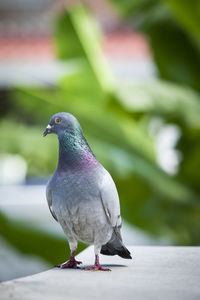 Close-up of pigeon perching