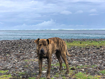 Dogs of teahupoo 