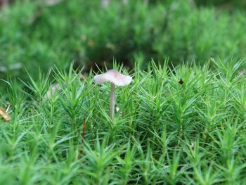 Close-up of flower growing outdoors