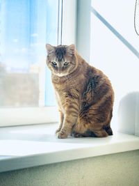 Cat sitting on window sill at home