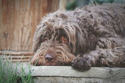 Close-up of dog