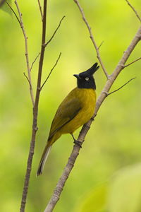 Close-up of bird perching on branch