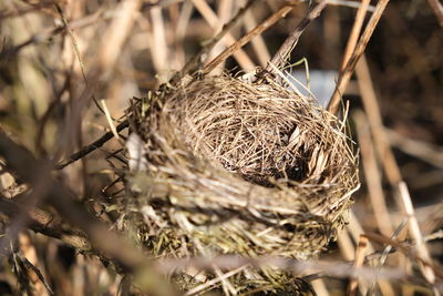 Close-up of birds in nest