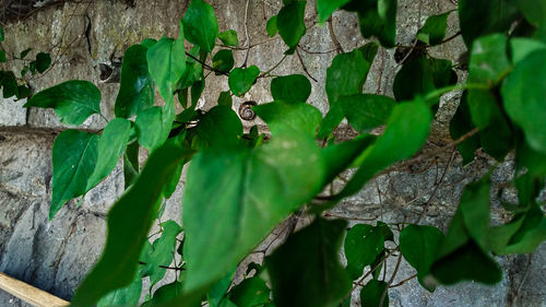 Close-up of ivy growing on tree trunk