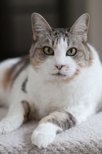 Close-up portrait of a cat