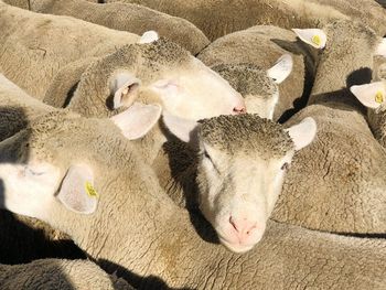 High angle view of sheep