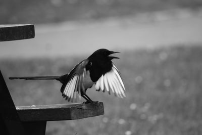 Cheeky magpie